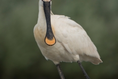 Lepelaar ; Eurasian Spoonbill ; Platalea leucorodia