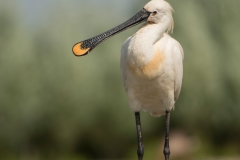 Lepelaar ; Eurasian Spoonbill ; Platalea leucorodia