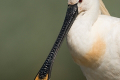 Lepelaar ; Eurasian Spoonbill ; Platalea leucorodia