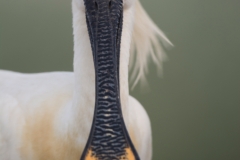 Lepelaar ; Eurasian Spoonbill ; Platalea leucorodia