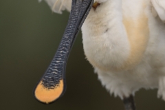 Lepelaar ; Eurasian Spoonbill ; Platalea leucorodia