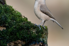 Matkop