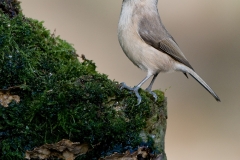 matkopmees_HBN5012