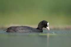 Waterhoen; Common Moorhen; Gallinula chloropus
