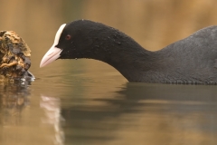 meerkoet_HBO1658