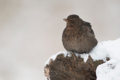 Merel; Turdus merula; Blackbird