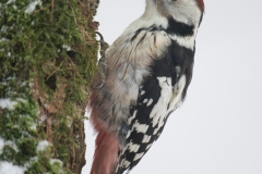 Middelste Bonte Specht - Middle Spotted Woodpecker;Dendrocopos medius