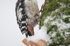Middelste Bonte Specht - Middle Spotted Woodpecker;Dendrocopos medius
