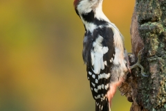 Middelste Bonte Specht; Middle Spotted Woodpecker