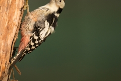 Middelste Bonte Specht; Middle Spotted Woodpecker