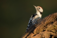 Middelste Bonte Specht; Middle Spotted Woodpecker