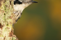 Middelste Bonte Specht - Middle Spotted Woodpecker;Dendrocopos medius