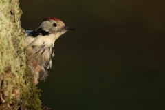 Middelste Bonte Specht - Middle Spotted Woodpecker;Dendrocopos medius