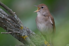 Nachtegaal; Nightingale; Luscinia megarhynchos