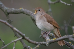 Nachtegaal; Nightingale; Luscinia megarhynchos