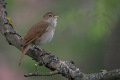 Nachtegaal; Nightingale; Luscinia megarhynchos