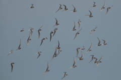 noordse stern_HBN0620