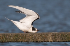 noordse stern_HBO2245