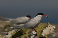noordse stern_HBO2965