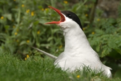 noordse stren_HBO2060