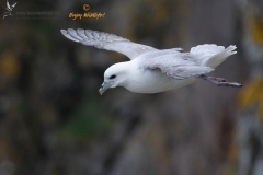 Noordse stormvogel