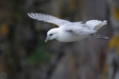 Noorde stormvogel_HBN3377