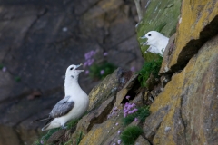 Noordse stormvogel_HBN2869