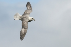 Noordse stormvogel_HBN2909