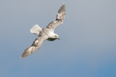 Noordse stormvogel_HBN2982