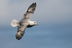 Noordse stormvogel_HBN3048