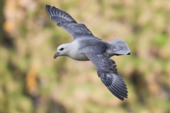 Noordse stormvogel_HBN3058