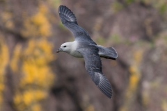 Noordse stormvogel_HBN3071