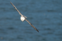 Noordse stormvogel_HBN3091