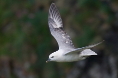 Noordse stormvogel_HBN3112