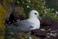 Noordse stormvogel_HBN3209