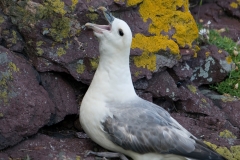 Noordse stormvogel_HBN3221