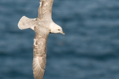 Noordse stormvogel_HBN3273