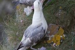Noordse stormvogel_HBN3301