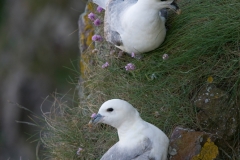 Noordse stormvogel_HBN3323