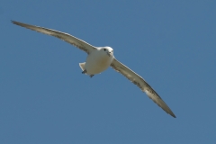 Noordse stormvogel_HBO2682