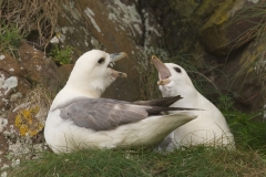 Noordse stormvogel_HBO3575