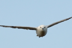 noordse stormvogel_HBO3056