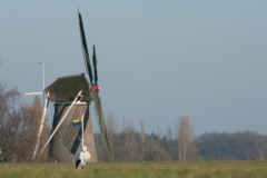 Ooievaar_HBN7477