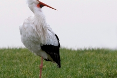 Ooievaar_HBO1102