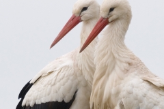 Ooievaar_HBO1134-1