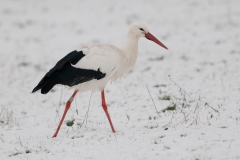 ooievaar_HBN5901