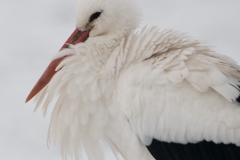 ooievaar_HBN5908