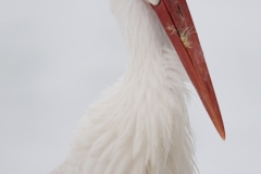 ooievaar_HBN5925
