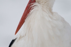 ooievaar_HBN5938