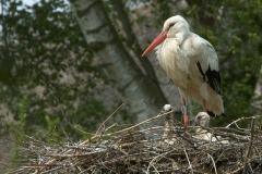 ooievaars joppe-13